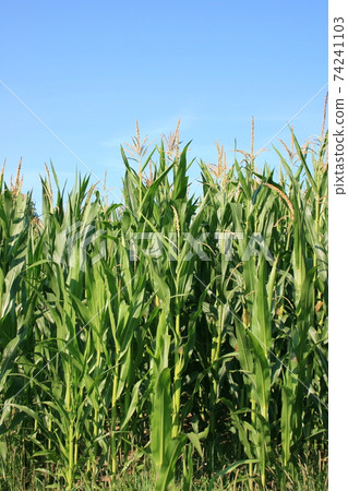 Corn plant Corn plant 74241103