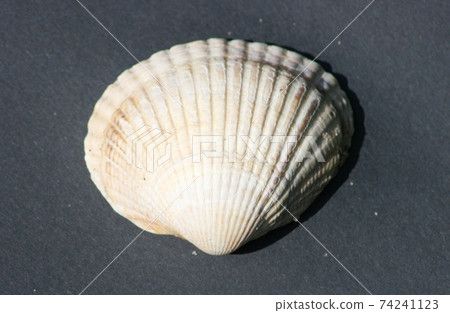 Seashell 74241123