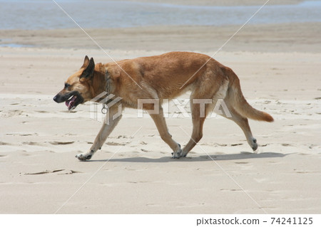 Shepherd the beach 74241125