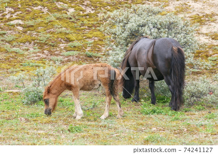 Mare with foal 74241127