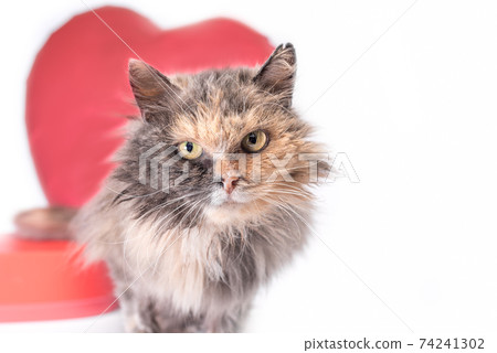 happy valentine's day fluffy tricolor cat looks into the camera with red heart-shaped balloon 74241302