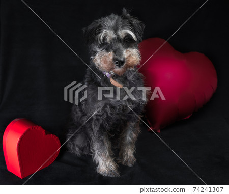 happy valentine's day miniature schnauzer breed dog with a heart-shaped balloon on a black background happy valentine's day miniature schnauzer breed dog with a heart-shaped balloon on a black background 74241307