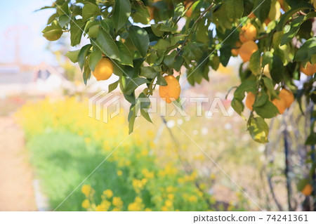 Fruit of lemon Fruit of lemon 74241361