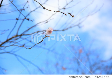 櫻花街機 74241366