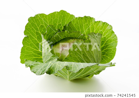 cabbage cabbage 74241545