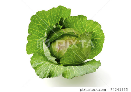 cabbage  74241555