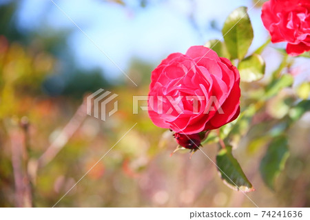 Rose flower ponterosa Rose flower ponterosa 74241636