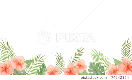 夏季植物框架繪製在透明的水彩芙蓉和龜背竹 插圖素材 圖庫