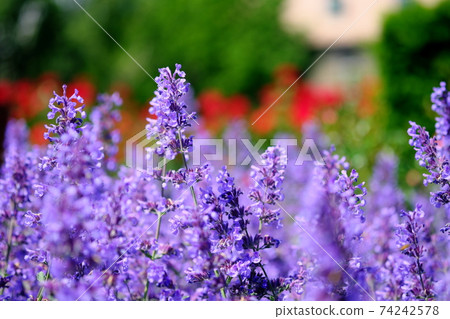 Blooming flowers Blooming flowers 74242578