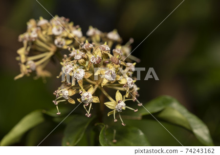 Ivy flowers Ivy flowers 74243162