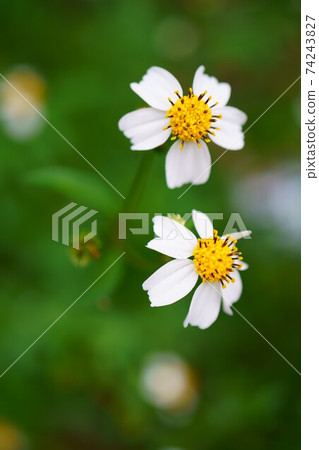 1657 Shirobana Sendangusa 74243827