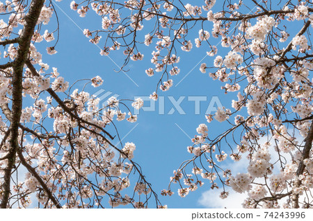 Sakura Spring image in full bloom Sakura Spring image in full bloom 74243996