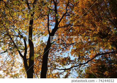 Former Aoki Family Nasu Bettei in Autumn # 43 74244012