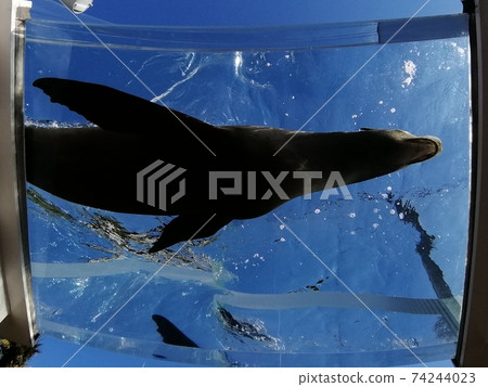 海獅在水族館裡游泳 74244023