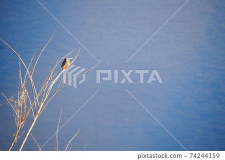 Kingfisher staying on a twig under the blue sky and aiming for small fish Kingfisher staying on a twig under the blue sky and aiming for small fish 74244159