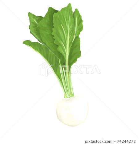 彩色的鉛筆風格蘿蔔圖 74244278