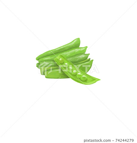 彩色的鉛筆風格豆豌豆圖 74244279