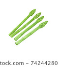 彩色的鉛筆風格蘆筍圖 74244280