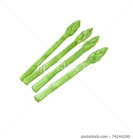 彩色的鉛筆風格蘆筍圖 74244280