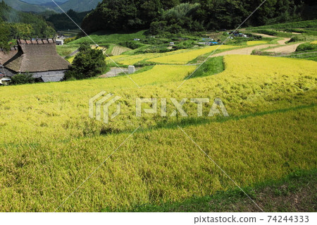 Rice terrace of Nose Valley Nagatani Rice terrace of Nose Valley Nagatani 74244333