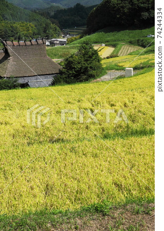 Rice terrace of Nose Valley Nagatani Rice terrace of Nose Valley Nagatani 74244334