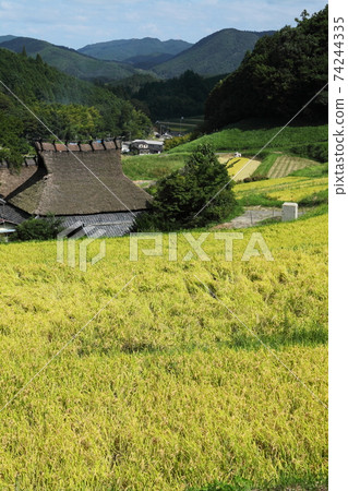 Rice terrace of Nose Valley Nagatani Rice terrace of Nose Valley Nagatani 74244335