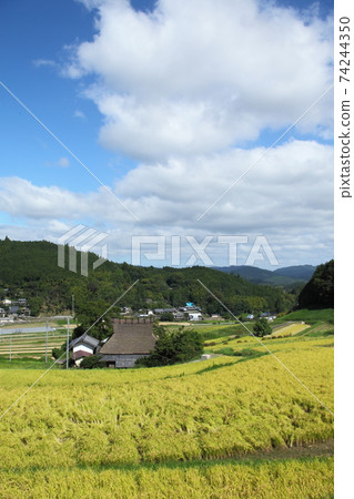 Rice terrace of Nose Valley Nagatani Rice terrace of Nose Valley Nagatani 74244350