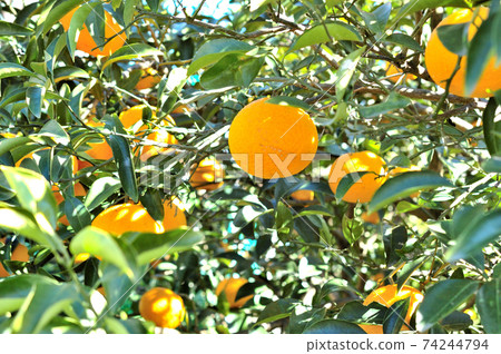 Summer orange fruit 74244794