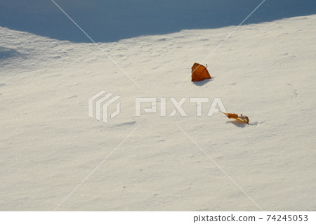 雪和枯葉 雪和枯葉 74245053