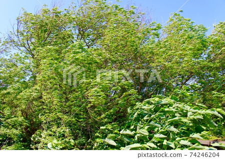 樹枝在大風中搖曳 74246204