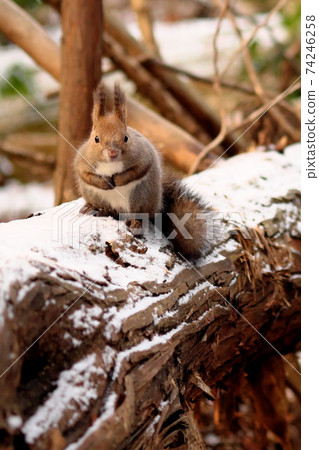 Ezoris in winter 74246258
