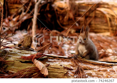 Ezoris in winter 74246267