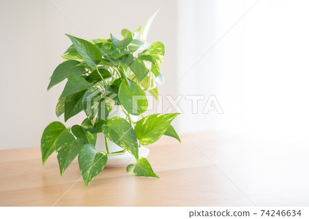 Potos的室內植物 74246634