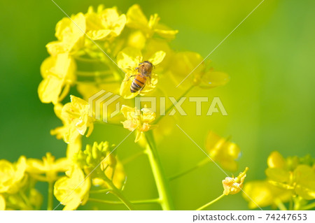 Bees perching on rape blossoms in full bloom Izumi Recycle Environment Park Flowers blooming in January Izumi City, Osaka Prefecture Bees perching on rape blossoms in full bloom Izumi Recycle Environment Park Flowers blooming in January Izumi City, Osaka Prefecture 74247653