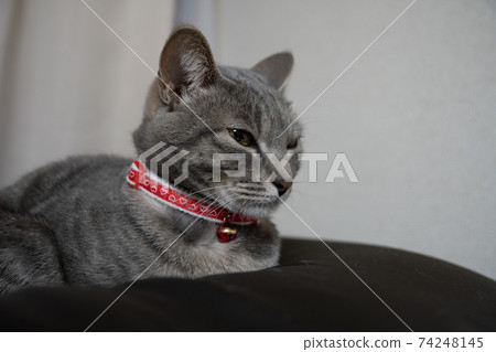 Cat Cat Cat Kijitora White Gray Kitten Female Female Female Cat Female Cat Female Cat Cheerful Cute Healing 74248145