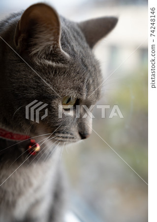 Cat Cat Cat Kijitora White Gray Kitten Female Female Female Cat Female Cat Female Cat Cheerful Cute Healing 74248146