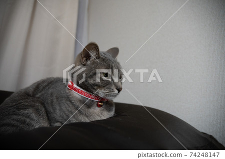 Cat Cat Cat Kijitora White Gray Kitten Female Female Female Cat Female Cat Female Cat Cheerful Cute Healing Cat Cat Cat Kijitora White Gray Kitten Female Female Female Cat Female Cat Female Cat Cheerful Cute Healing 74248147