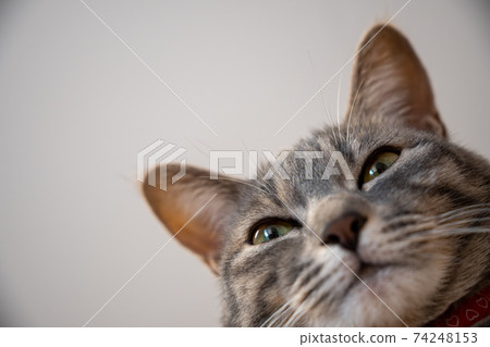 貓貓貓Kijitora白色灰色小貓女女女貓女貓女貓開朗可愛治愈 74248153