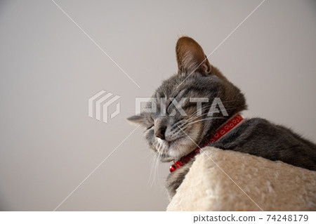 Cat Cat Cat Kijitora White Gray Kitten Female Female Female Cat Female Cat Female Cat Cheerful Cute Healing 74248179
