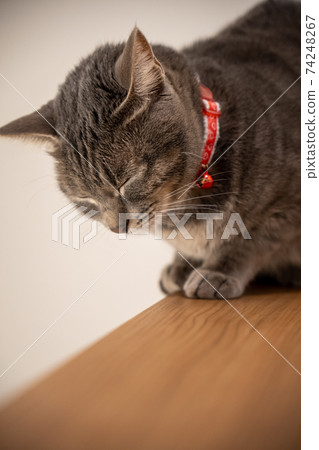 Cat Cat Cat Kijitora White Gray Kitten Female Female Female Cat Female Cat Female Cat Cheerful Cute Healing Cat Cat Cat Kijitora White Gray Kitten Female Female Female Cat Female Cat Female Cat Cheerful Cute Healing 74248267
