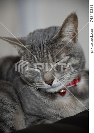 貓貓貓Kijitora白色灰色小貓女女女貓女貓女貓開朗可愛治愈 貓貓貓Kijitora白色灰色小貓女女女貓女貓女貓開朗可愛治愈 74248381