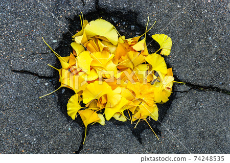 落葉黃色的銀杏葉聚集在瀝青窪處 74248535