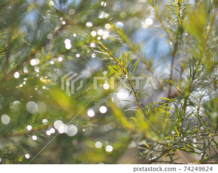 雨後陽光下閃閃發光的雨滴 74249624