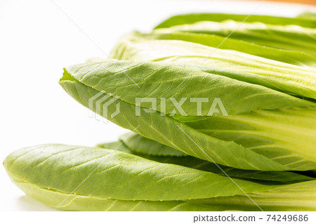 白菜。 （白色背景） 74249686
