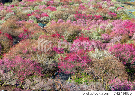 梅花（3月陽光明媚的稻部） 74249990