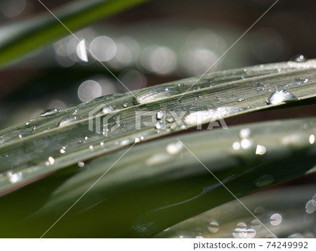Drops left on the plants after the rain were shining in the sun 74249992