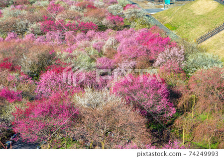Plum (March sunny Inabe) Plum (March sunny Inabe) 74249993