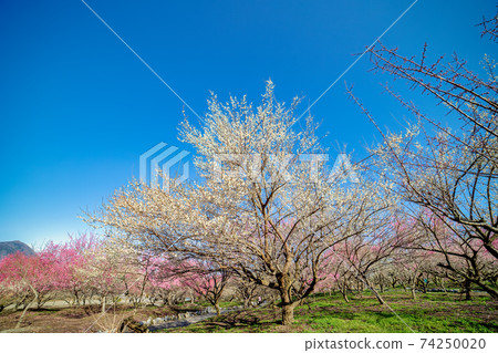 梅花（3月陽光明媚的稻部） 74250020
