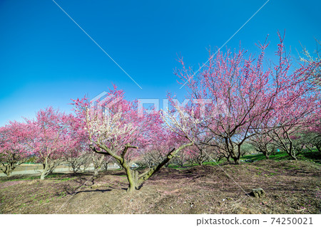 梅花（3月陽光明媚的稻部） 74250021