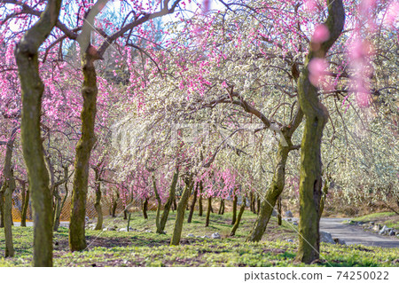 梅花（3月陽光明媚的稻部） 74250022